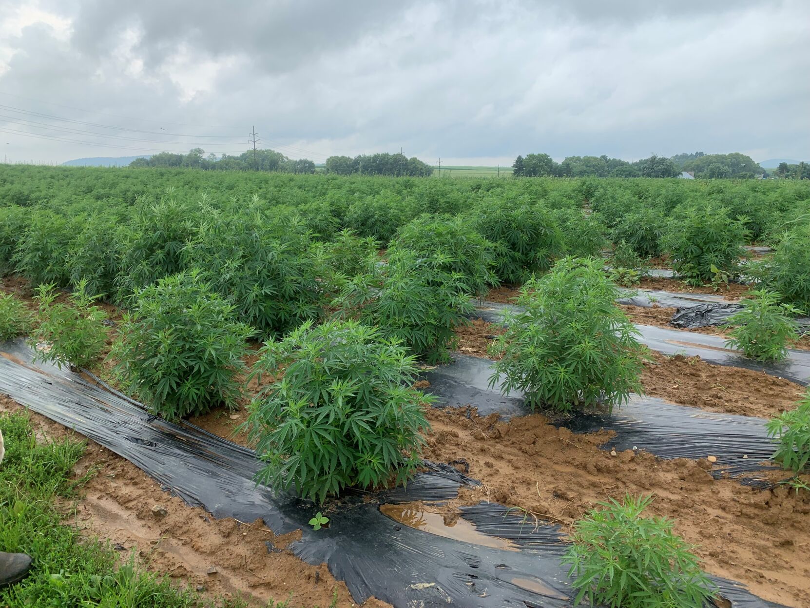 Hemp3.jpg